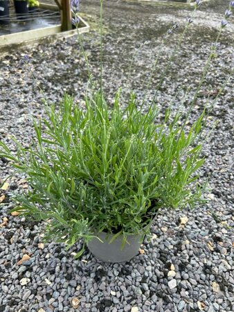 Lavandula ang. 'Dwarf Blue' 3L