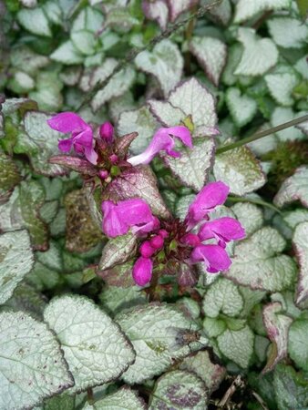 Lamium mac. 'Beacon Silver' 2L - image 1