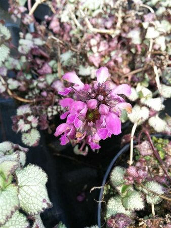 Lamium mac. 'Beacon Silver' 2L - image 2