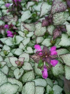 Lamium mac. 'Beacon Silver' 2L - image 3