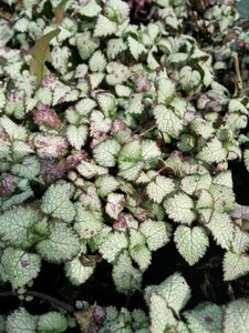 Lamium mac. 'Beacon Silver' 2L - image 5