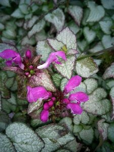 Lamium mac. 'Beacon Silver' 2L - image 6