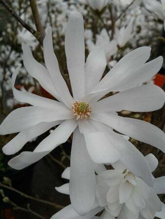 Magnolia stellata 10L - image 1