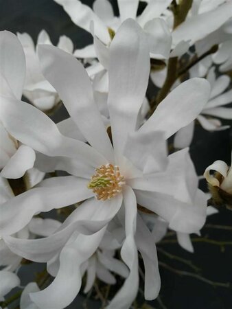 Magnolia stellata 40-50 Root Ball - image 2