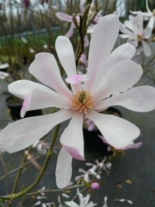 Magnolia stellata 10L - image 3