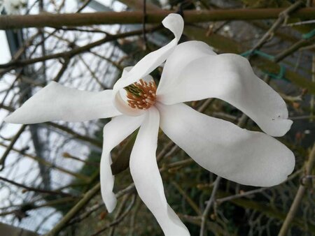 Magnolia stellata 40-50 Root Ball - image 4