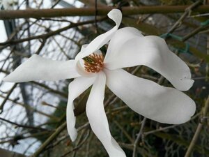 Magnolia stellata 10L - image 4