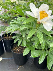 Paeonia (LE) 'White Wings' 4L - image 1