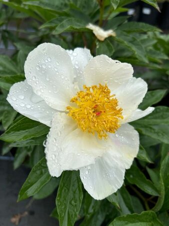 Paeonia (LE) 'White Wings' 4L - image 2