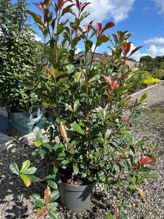 Photinia f. Carre Rouge  10L