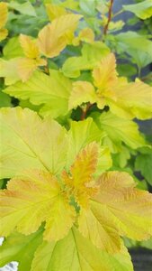 Physocarpus opulif. 'Dart's Gold' 3L