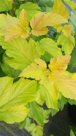 Physocarpus opulif. 'Dart's Gold' 3L - image 2