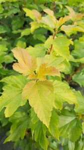 Physocarpus opulif. 'Dart's Gold' 3L - image 3