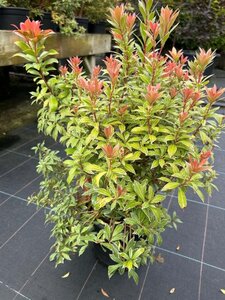 Pieris jap. 'Little Heath' 3L - image 3