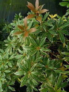 Pieris jap. 'Little Heath' 3L