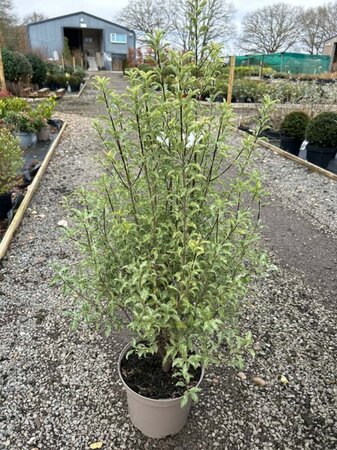 Pittosporum ten. 'Penmarch' 5L