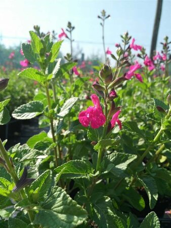 Salvia 'Neon' 2L - image 1