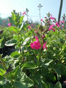 Salvia 'Neon' 2L