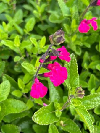 Salvia 'Neon' 2L - image 3