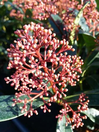 Skimmia j. 'Rubella' 10L - image 1