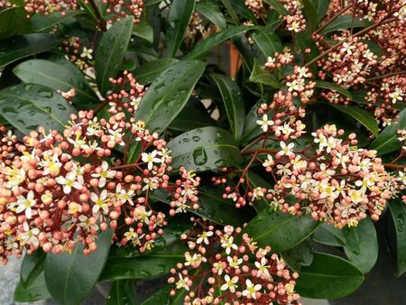 Skimmia j. 'Rubella' 10L - image 2