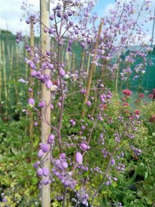 Thalictrum delavayi 2L - image 1