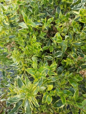 Abelia grandifl. 'Radiance' 3L