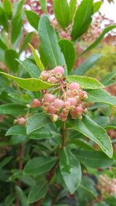 Arbutus unedo 175-200 25L - image 2