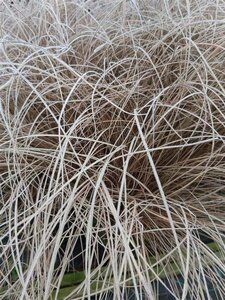 Carex comans 'Bronze Form' 3L