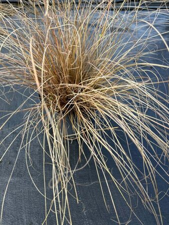 Carex comans 'Bronze Form' 3L - image 2