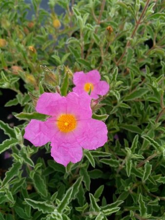 Cistus creticus 3L