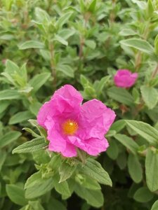 Cistus pulverulentus Sunset 3L