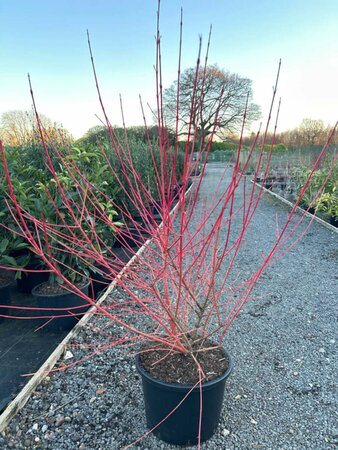 Cornus sang. 'Midwinter Fire' 100-125 Root Ball - image 2