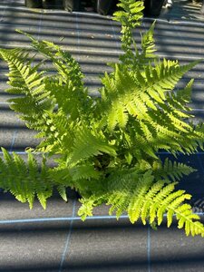 Dryopteris filix-mas 3L - image 3