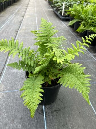 Dryopteris filix-mas 3L - image 4