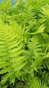 Dryopteris filix-mas 3L