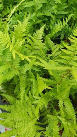 Dryopteris filix-mas 3L - image 1