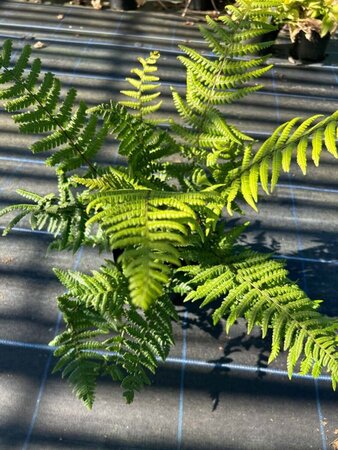 Dryopteris wallichiana 3L