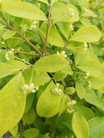 Euonymus alat. 'Compactus' 25L - image 3