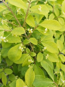 Euonymus alat. 'Compactus' 25L - image 2