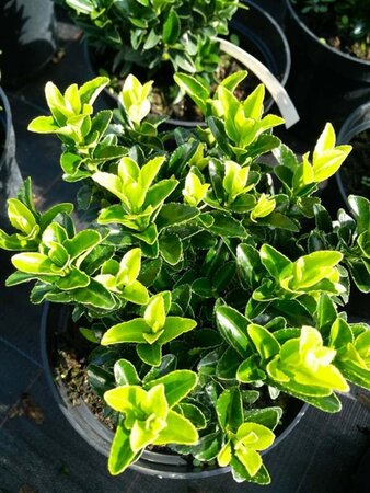 Euonymus jap. 'Green Spire' 7.5L