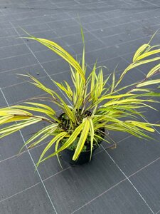 Hakonechloa macra Aureola 3L - image 2