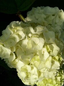 Hydrangea querc. Ice Crystal 10L