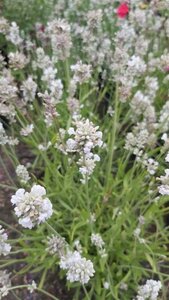 Lavandula ang. 'Arctic Snow' 3L