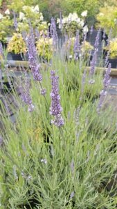 Lavandula int. 'Dutch' 3L