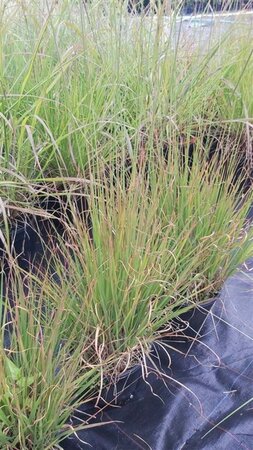 Molinia caerulea 'Heidebraut' 3L