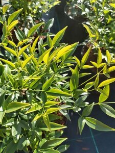 Nandina dome. Lemon and Lime 4L