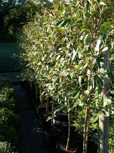 Photinia fraseri Louise 10L - image 1