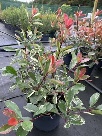 Photinia fraseri Louise 10L - image 2