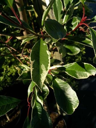 Photinia fraseri Louise 10L - image 3